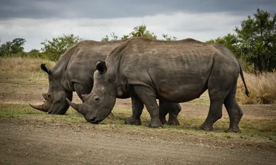 Хищное животное носорог - 70 фото