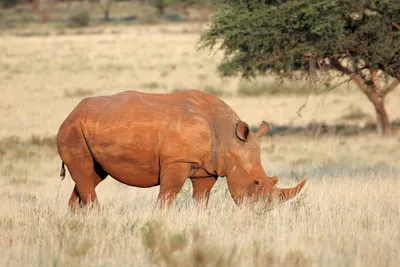 Большая Белая Корова Носорога — стоковые фотографии и другие картинки  Африка - Африка, Без людей, Белый - iStock