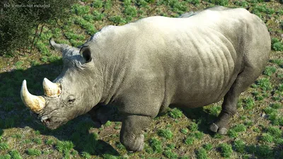 Поза идущего носорога 3D Модель $149 - .3ds .blend .c4d .fbx .max .ma .lxo  .obj - Free3D