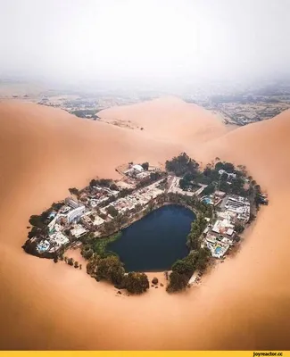 Картинки оазис оскара фотографии