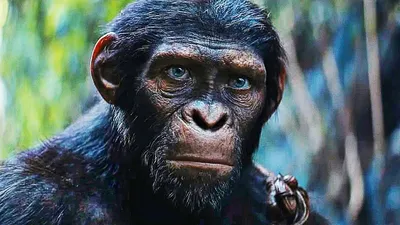 Более половины видов обезьян могут исчезнуть в ближайшие десятилетия |  Новости ООН