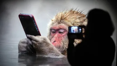 10 декабря – Всемирный день обезьян в Ленинградском зоопарке