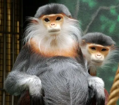 10 самых больших обезьян в мире | Дикий мир В мире животных | Дзен
