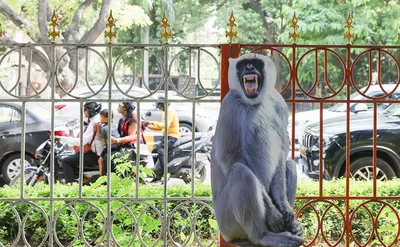 В Анапе фотографы избивают обезьян