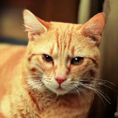 Сэр Томас. Необычный кот стал «лидером» обиженных и спасенных животных -  Новости Mail.ru