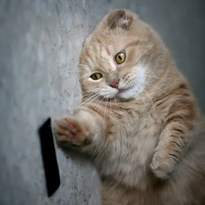 Самый обиженный кот сети | Котики | Европа Плюс