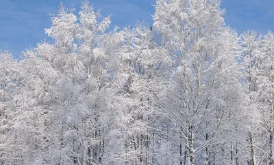 Очень холодно в середине снег Стоковое Фото - изображение насчитывающей  люди, охлажено: 207189500