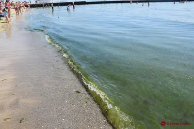 В Одессе \"зацвело\" море (фото, видео) - Новости Одессы - odessa.online  (08.06.2019)