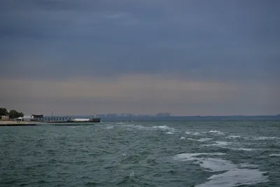 Зеленое и со стволами деревьев в воде: как выглядит Черное море возле Одессы  (фото, видео)