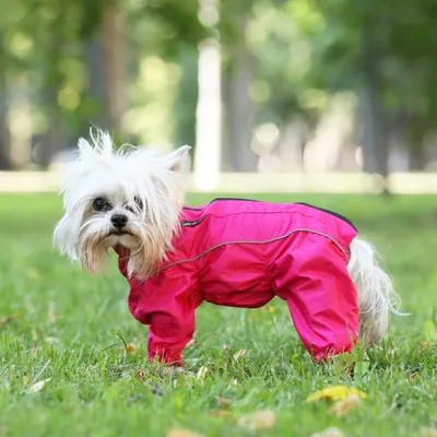 Одежда для животных JOY Одежда для собак крупных и средних пород Комбинезон  дождевик для самок 35S - купить с доставкой по выгодным ценам в  интернет-магазине OZON (301541967)