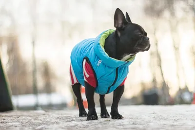 Зимняя одежда для больших собак, теплый комбинезон для домашних животных,  куртка - купить с доставкой по выгодным ценам в интернет-магазине OZON  (920548038)