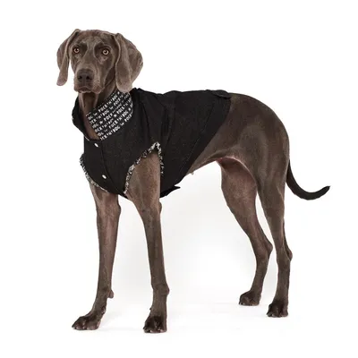 Вязаная одежда для маленьких собак — схемы спицами. Как правильно снять  мерки с собаки для вязания… | Одежда для собак, Одежда для маленьких собак,  Свитер для собак