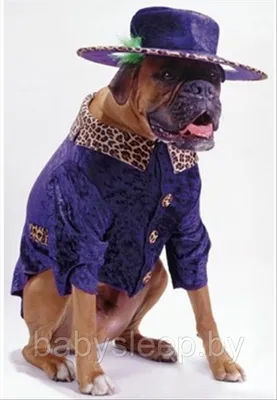 Дождевик с закрытым животиком, комбинезон для собаки девочки MD-13. Одежда  для собак (ID#1767725851), цена: 480 ₴, купить на Prom.ua
