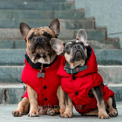 Одежда для собак, теплый Жилет куртка Winter Для французского бульдога,  мопса весна,осень,зима (ID#643351290), цена: 829 ₴, купить на Prom.ua
