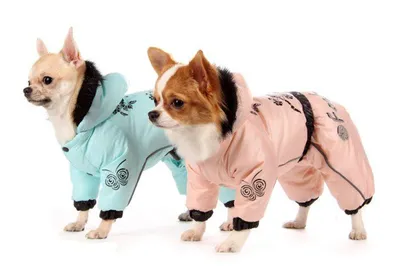 Комбинезон зимний для собаки \"ПУМА\". Одежда для собак (ID#1313653134),  цена: 540 ₴, купить на Prom.ua