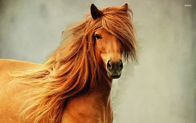Рисунок огненной лошади - 74 фото