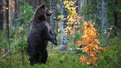 Животные осень обои на рабочий стол