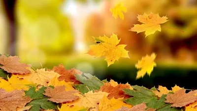 Закатаю пышно увядающую яркую осень …» — создано в Шедевруме