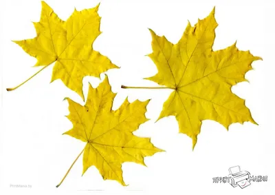 Осенние листья - скачать и распечатать для вырезания - ПринтМания