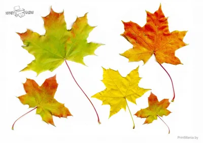 Осенние листья - скачать и распечатать для вырезания - ПринтМания