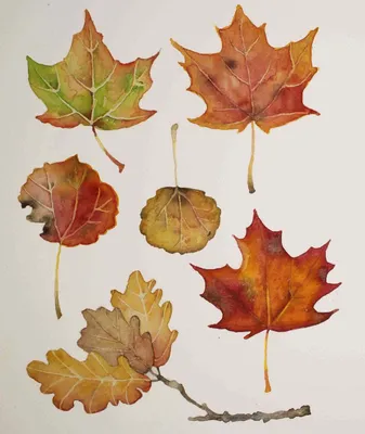 Осенние листья трафареты цветные (Много фото!) - drawpics.ru