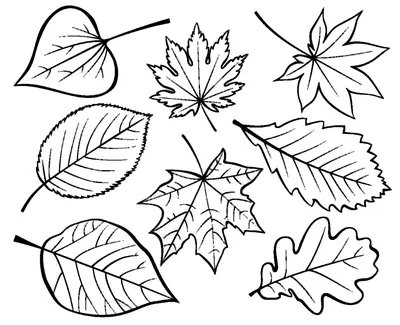 Раскраска листья контуры. осенние листья