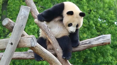 Уникальный случай: как в Московском зоопарке добились рождения детеныша  панды – Москва 24, 31.08.2023