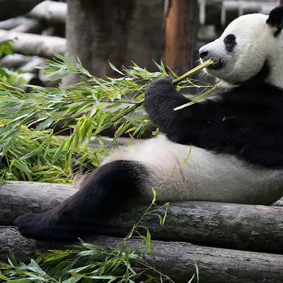 Молодые панды отдыхают | Пикабу