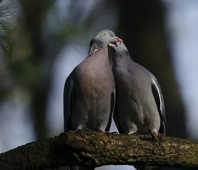 Идеальные отношения среди животных пар. ФОТО