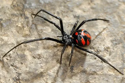 Ядовитого паука-каракурта нашла жительница Рузского округа в своем доме