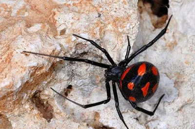 В Баянаульском нацпарке обнаружили очаг каракуртов: чем опасен укус паука?  | Inbusiness.kz