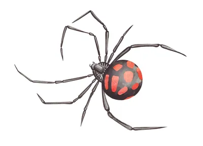 Паук каракурт – опасный паук из рода черных вдов. Описание и фото паука  каракурта