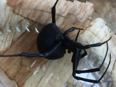Смертельно опасный паук каракурт напал на 55-летнюю волгоградку