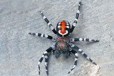 В Донбассе замечен ядовитый паук каракурт - KP.RU