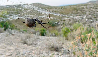 Внимание — опасные пауки! | svetochnews.ru