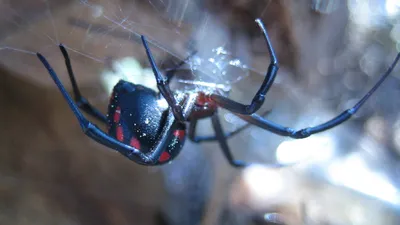 Ядовитого паука-каракурта нашла жительница Рузского округа в своем доме