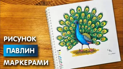 павлин с зеленым хвостом и крыльями, поза ухаживания индийского павлина,  вертикальная композиция, Hd фотография фото фон картинки и Фото для  бесплатной загрузки