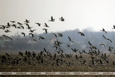 Перелетные птицы возвращаются в Беларусь из-за аномального тепла —  Бобруйский новостной портал Bobrlife