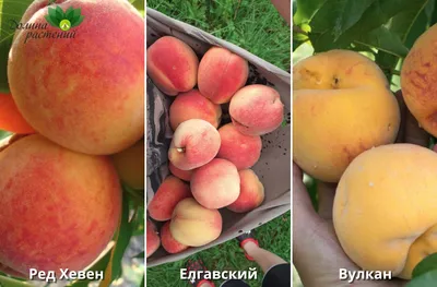 ПЕРСИК: Морозоустойчивые сорта для Беларуси и России. Выбор саженца персика,  правила посадки и ухода