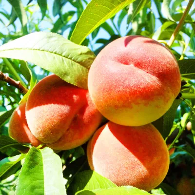 Персик (свежий фрукт) - Гликемический Индекс, Гликемическая Нагрузка,  Пищевая Ценность