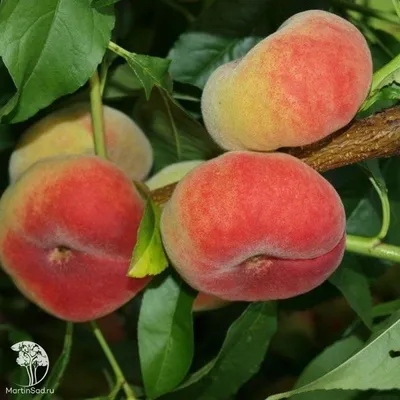 Польза персика и возможный вред для организма| от Роскачества