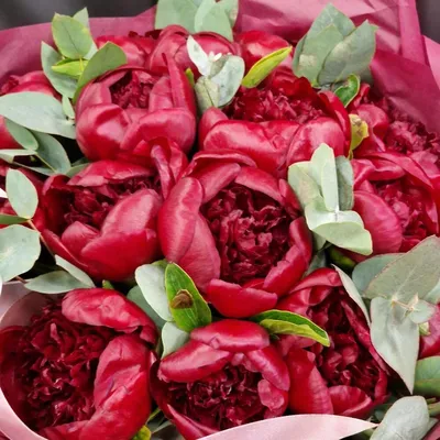 Банк Обоев: обои Красные пионы, фото - Обои для рабочего стола Красные пионы  фото - Раздел обоев: (цветы) | Пионы, Картины роз, Цветы