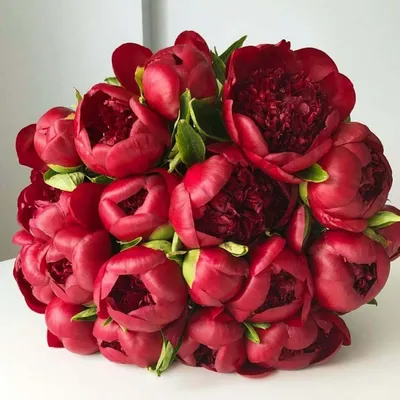 19 красных пионов в букете за 22 690 руб. | Бесплатная доставка цветов по  Москве