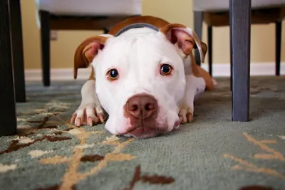 Американский питбультерьер - собака, которая станет отличным защитником для  семьи.
