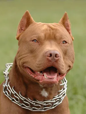Питбуль - характеристика породы, описание характера собаки, окрасы