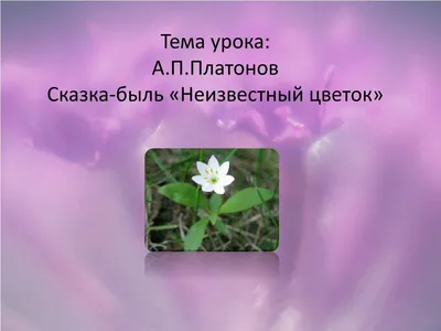 PPT - Тема урока: А.П.Платонов Сказка-быль «Неизвестный цветок» PowerPoint  Presentation - ID:4212830