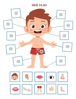 Развивающие игры для детей \"Моё тело\" | OK.RU | Body parts preschool  activities, Preschool activities toddler, Preschool body theme