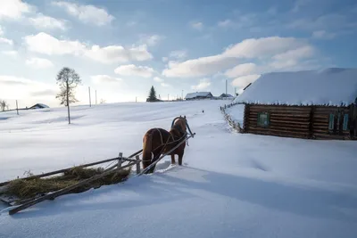 Купить картину Зима в деревне в Москве от художника Кузеева Лия
