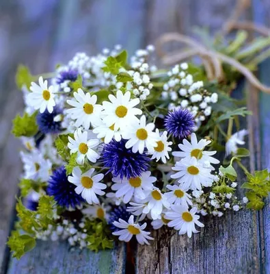 Картинки по запросу букет полевых цветов | Wildflower bouquet, Wedding  flowers wildflowers, Daisy bouquet