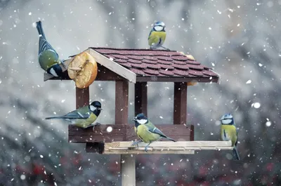 Картинки помощь животным зимой фотографии